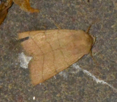 Charanyca trigrammica