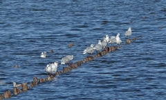 Ichthyaetus melanocephalus