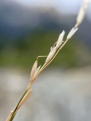 Piptatheropsis exigua