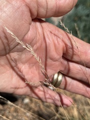 Festuca idahoensis