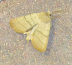 Charanyca trigrammica