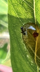 Nylanderia