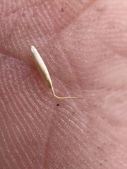 Piptatheropsis exigua