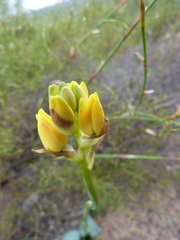Ornithogalum maculatum