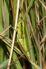 Euthystira brachyptera