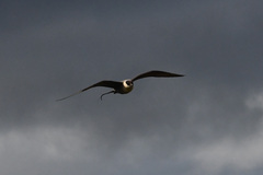 Stercorarius longicaudus