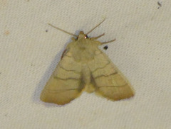 Charanyca trigrammica