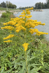 Solidago gigantea
