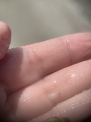 Stephanolepis hispida