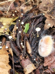 Strobilurus conigenoides