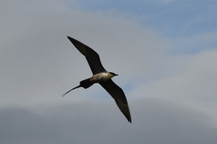 Stercorarius longicaudus