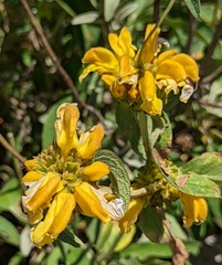 Phlomis