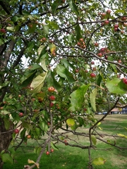Malus prunifolia
