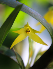 Maxillaria