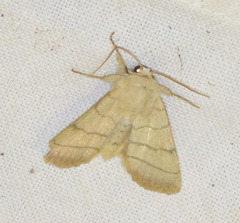 Charanyca trigrammica