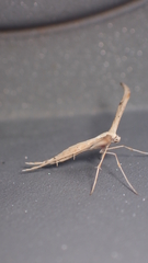 Emmelina monodactyla