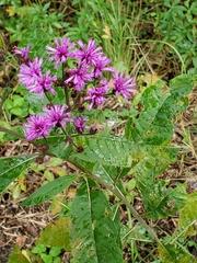 Vernonia