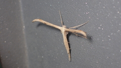 Emmelina monodactyla