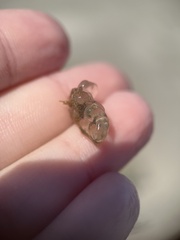 Stephanolepis hispida