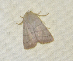Charanyca trigrammica