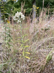 Pseudognaphalium