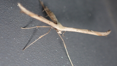 Emmelina monodactyla