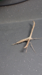 Emmelina monodactyla