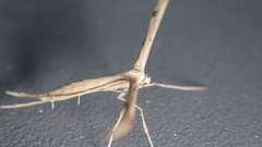 Emmelina monodactyla