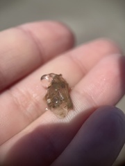 Stephanolepis hispida