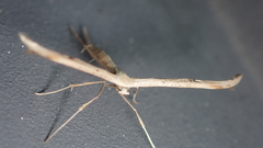 Emmelina monodactyla