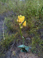 Ornithogalum maculatum
