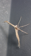 Emmelina monodactyla