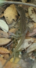 Psammodromus edwarsianus