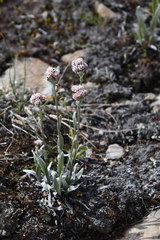 Antennaria dioica