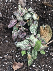 Fittonia