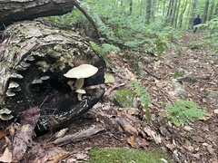 Hypsizygus