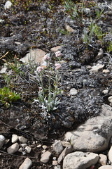 Antennaria dioica