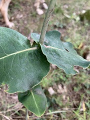 Asclepias amplexicaulis