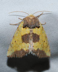 Stiria intermixta