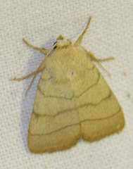 Charanyca trigrammica