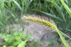 Setaria viridis