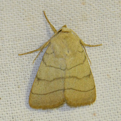 Charanyca trigrammica