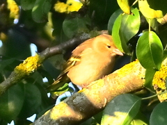 Fringilla coelebs