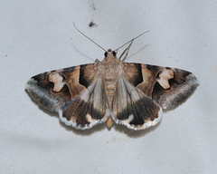 Drasteria pallescens