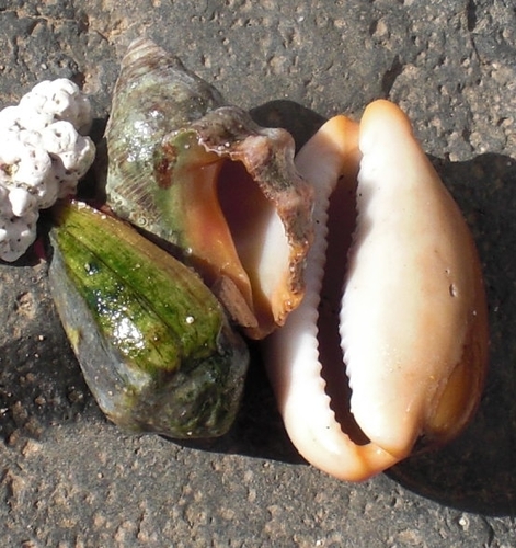 Conus guanche