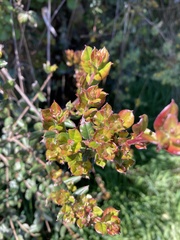Luma apiculata