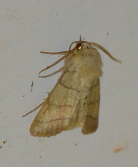 Charanyca trigrammica