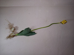 Ornithogalum maculatum