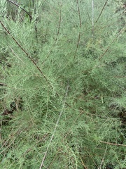 Tamarix gallica