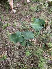 Asclepias amplexicaulis